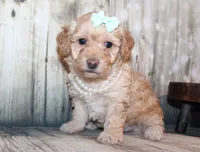 Lulu, a female Poodle - Miniature  for sale in Lead Hill, AR – 1 of 10