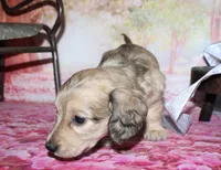Angel , a female Miniature Dachshund for sale in Lead Hill, AR – 4 of 10