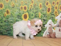 Tilly June, a female Poodle - Miniature  for sale in Lead Hill, AR – Photo 3 of 10