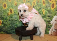 Tilly June, a female Poodle - Miniature  for sale in Lead Hill, AR – Photo 7 of 10