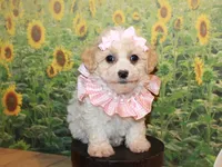 Tilly June, a female Poodle - Miniature  for sale in Lead Hill, AR – Photo 1 of 10