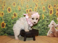 Tilly June, a female Poodle - Miniature  for sale in Lead Hill, AR – Photo 8 of 10