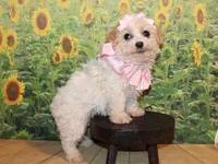 Tilly June, a female Poodle - Miniature  for sale in Lead Hill, AR – Photo 5 of 10