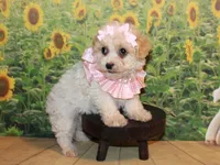 Tilly June, a female Poodle - Miniature  for sale in Lead Hill, AR – Photo 2 of 10