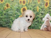 Tilly June, a female Poodle - Miniature  for sale in Lead Hill, AR – Photo 4 of 10