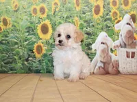 Tilly June, a female Poodle - Miniature  for sale in Lead Hill, AR – Photo 6 of 10