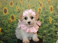 Tilly June, a female Poodle - Miniature  for sale in Lead Hill, AR – Photo 10 of 10