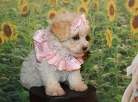 Tilly June, a female Poodle - Miniature  for sale in Lead Hill, AR – Photo 9 of 10
