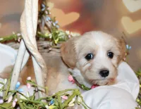 Daisy , a female Maltipoo for sale in Lead Hill, AR – 7 of 10