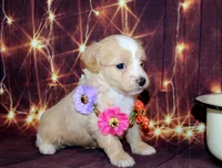 lila, a female Maltipoo for sale in Lead Hill, AR – 9 of 10