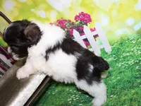 Hunter, a male Miniature Schnauzer for sale in Lead Hill, AR – 9 of 10