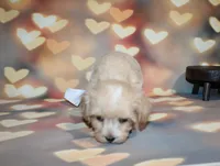 Loki, a male Maltipoo for sale in Lead Hill, AR – 8 of 10