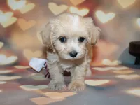 Loki, a male Maltipoo for sale in Lead Hill, AR – 9 of 10