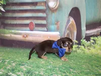 copper18, a male Miniature Dachshund for sale in Lead Hill, AR – 10 of 10