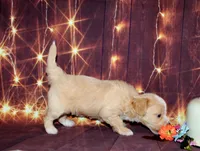 lila, a female Maltipoo for sale in Lead Hill, AR – 8 of 10