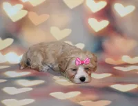 Opal Mae, a female Maltipoo for sale in Lead Hill, AR – 4 of 10