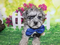 Oliver, a male Miniature Schnauzer for sale in Lead Hill, AR – 10 of 10