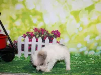 Tiny, a male Miniature Schnauzer for sale in Lead Hill, AR – 3 of 10