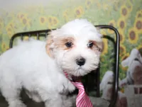 Max, a male Maltipoo for sale in Lead Hill, AR – 4 of 10