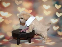 Loki, a male Maltipoo for sale in Lead Hill, AR – 7 of 10