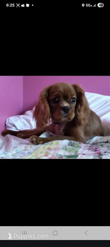 Akc female adult , a female Cavalier King Charles Spaniel for sale in Atlanta, GA – Photo 1 of 1