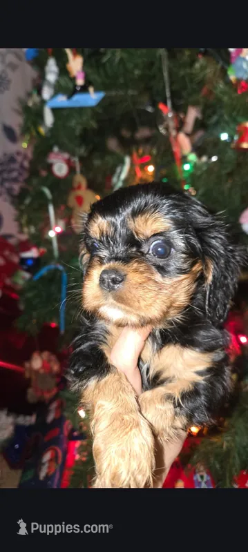River – Cavalier King Charles Spaniel puppy for sale in Atlanta, GA