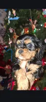 River, a male Cavalier King Charles Spaniel for sale in Atlanta, GA – 1 of 1