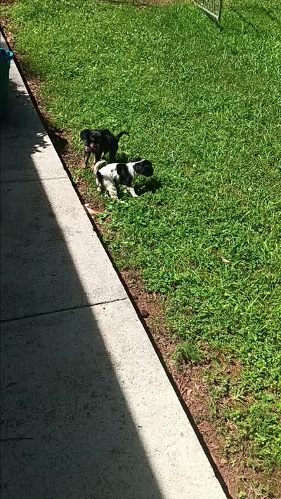Tiny boy, a male Cavalier King Charles Spaniel for sale in Atlanta, GA – 1 of 1