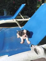 Parker, a male Cavalier King Charles Spaniel for sale in Atlanta, GA – Photo 2 of 2