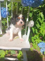 Parker, a male Cavalier King Charles Spaniel for sale in Atlanta, GA – Photo 1 of 2