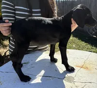 Tank, a male German Shorthaired Pointer for sale in Weslaco, TX – Photo 3 of 3