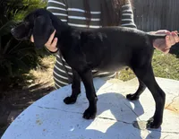 Tank, a male German Shorthaired Pointer for sale in Weslaco, TX – Photo 2 of 3