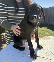 Tank, a male German Shorthaired Pointer for sale in Weslaco, TX – Photo 1 of 3