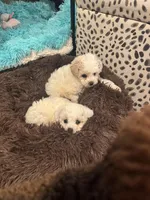 Noname, a female Poodle - Toy  for sale in Atlanta, GA – Photo 4 of 4