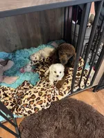 Noname, a female Poodle - Toy  for sale in Atlanta, GA – Photo 3 of 4