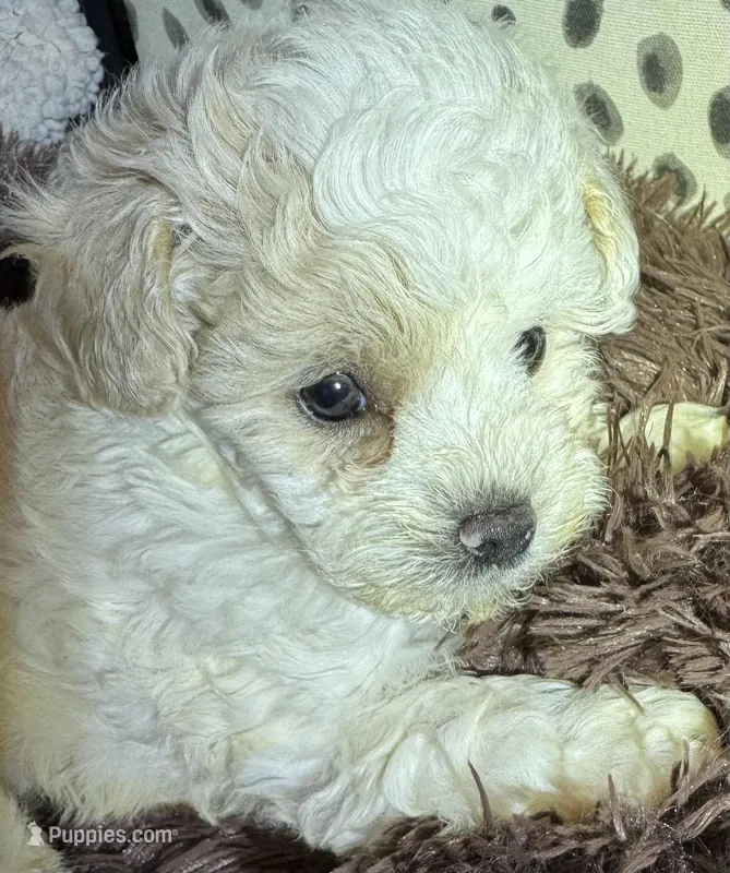 Noname – Poodle - Toy  puppy for sale in Atlanta, GA