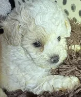 Noname, a female Poodle - Toy  for sale in Atlanta, GA – Photo 1 of 4