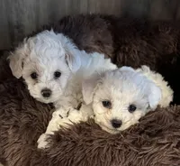 Noname, a female Poodle - Toy  for sale in Atlanta, GA – Photo 2 of 4