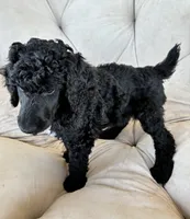 Green boy , a male Poodle - Standard  for sale in Mustang, OK – 3 of 6