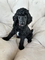 Red girl , a female Poodle - Standard  for sale in Mustang, OK – 6 of 6
