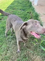 Rosy , a female Labrador Retriever for sale in Mustang, OK – 5 of 10