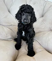 Dark blue boy , a male Poodle - Standard  for sale in Mustang, OK – 1 of 7