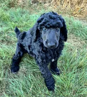 Dark blue boy , a male Poodle - Standard  for sale in Mustang, OK – 3 of 7