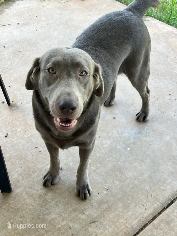 Rosy  – Labrador Retriever puppy for sale in Mustang, OK