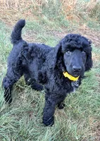 Yellow girl, a female Poodle - Standard  for sale in Mustang, OK – 5 of 6