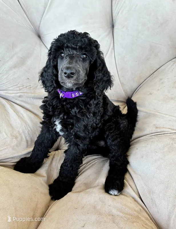 Purple girl  – Poodle - Standard  puppy for sale in Mustang, OK