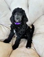 Purple girl , a female Poodle - Standard  for sale in Mustang, OK – 1 of 6
