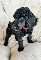 Red girl , a female Poodle - Standard  for sale in Mustang, OK – 2 of 6