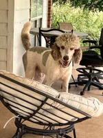 Lincoln , a male Poodle - Standard  for sale in Mustang, OK – 2 of 8