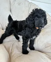 Orange boy, a male Poodle - Standard  for sale in Mustang, OK – 3 of 6